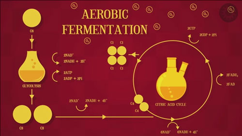 Recap---Ferment---4-Chemistry-again
